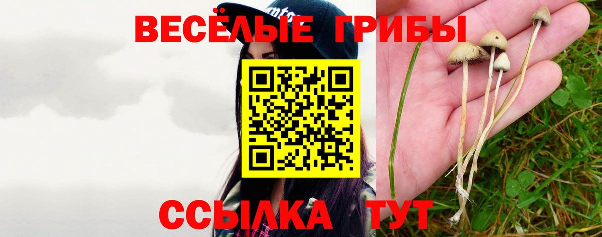 Калининград  Псилоцибиновые грибы Psilocybe  Вход с VPN 